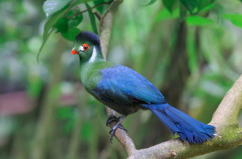 Картинка животные турако синий