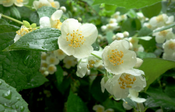 Картинка цветы жасмин куст