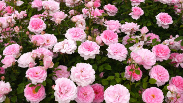 Картинка цветы розы