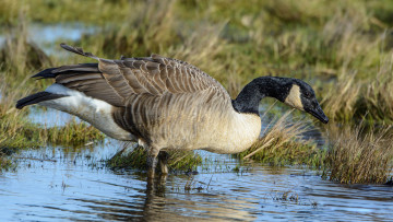 Картинка животные гуси гусь канадский