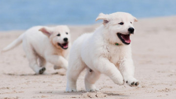 Картинка животные собаки море пляж веселье бег игра песок радость белые щенки