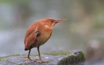 Картинка животные цапли +выпи выпь