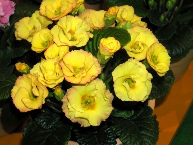 Обои картинки фото цветы, примулы, примула, желтая, много