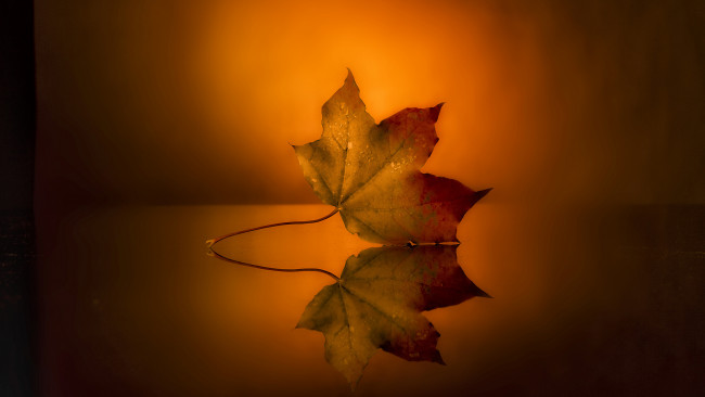 Обои картинки фото природа, листья, капли, осень, кленовый, лист, отражение