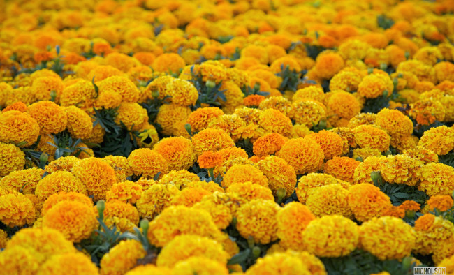 Обои картинки фото цветы, бархатцы, желтый