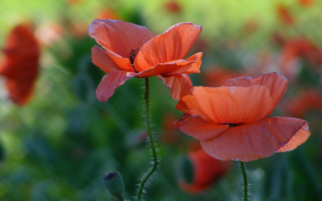 Обои картинки фото цветы, маки, красные