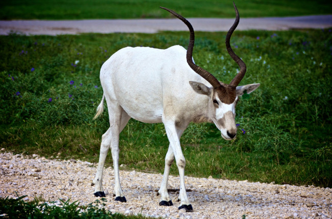 Обои картинки фото животные, антилопы, рога
