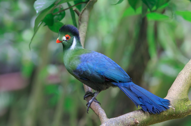 Обои картинки фото животные, турако, синий