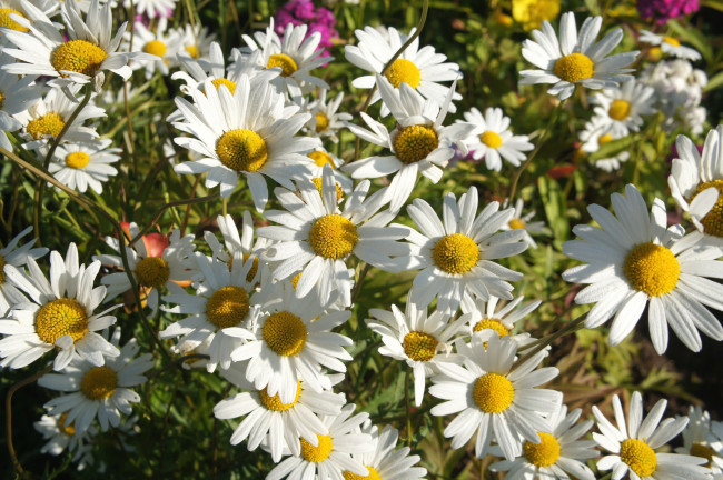 Обои картинки фото цветы, ромашки, лепестки