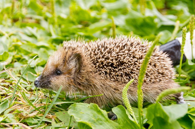 Обои картинки фото животные, ежи, колючки