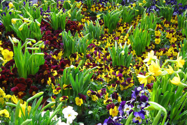 Обои картинки фото цветы, разные вместе, сад, анютины, глазки, фиалки