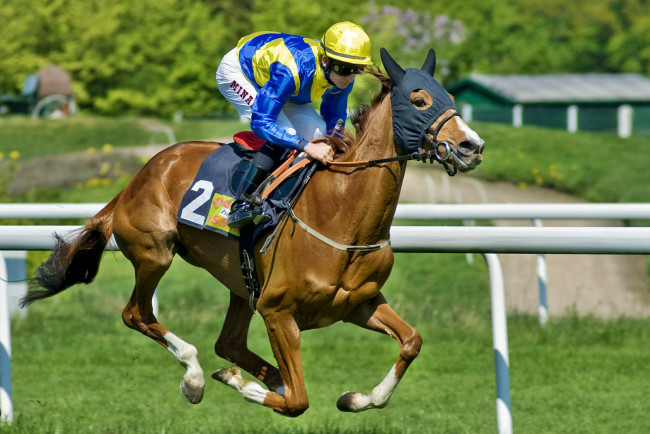 Обои картинки фото спорт, конный спорт, скачки, ипподром