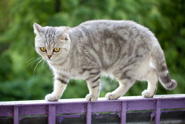 Обои картинки фото животные, коты, котейка