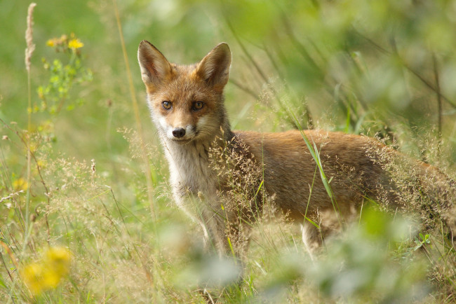 Обои картинки фото животные, лисы, лисичка