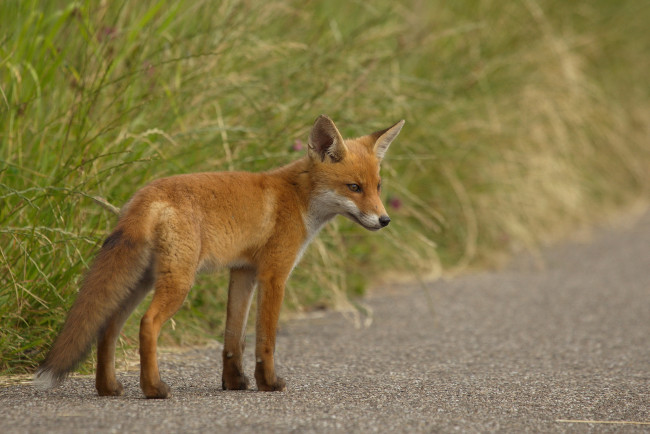 Обои картинки фото животные, лисы, лисичка