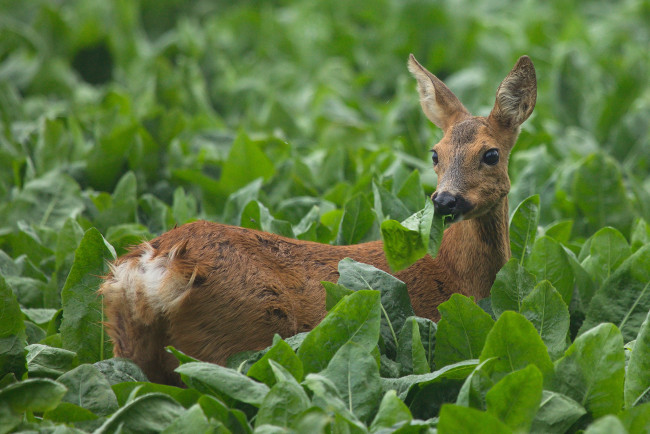 Обои картинки фото животные, олени, олениха, лес