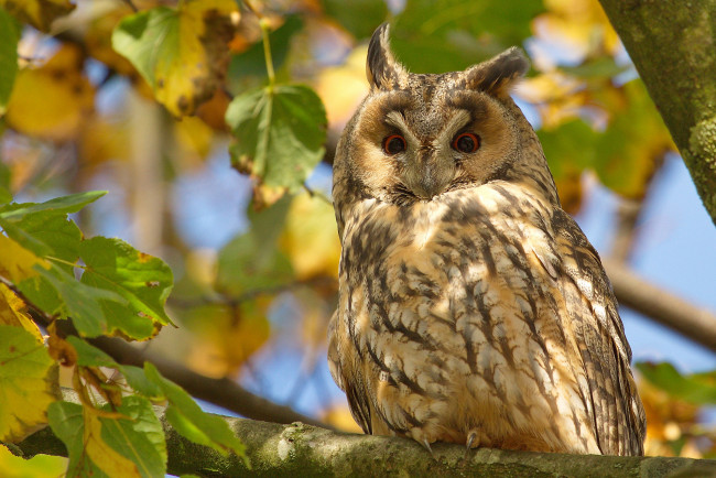Обои картинки фото животные, совы, дерево, ушки, филин