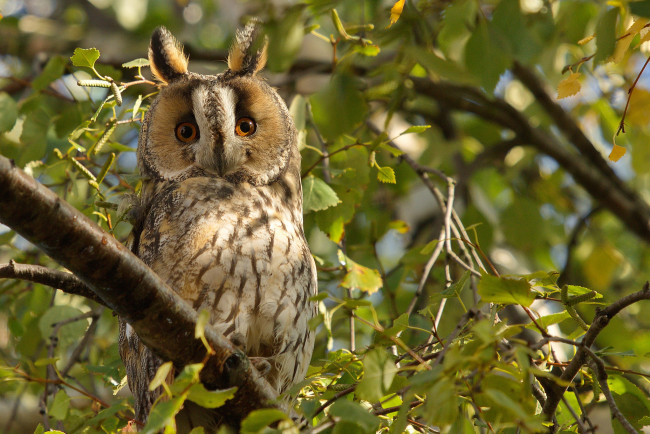 Обои картинки фото животные, совы, ушки, филин, дерево