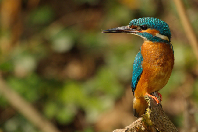 Обои картинки фото животные, зимородки, рыболов