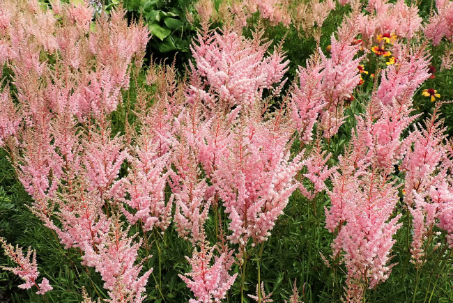 Обои картинки фото цветы, астильбы, розовый