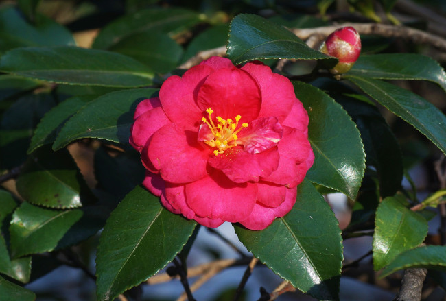 Обои картинки фото цветы, камелии, макро