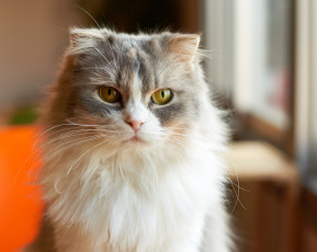 Картинка животные коты киса портрет взгляд коте кошка кот