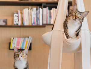 Картинка животные коты книги полка комната кошка кот