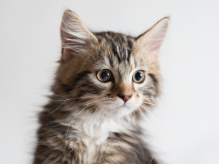 Картинка животные коты фон киса коте кот кошка котёнок взгляд