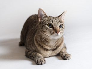 Картинка животные коты киса коте взгляд усы ушки