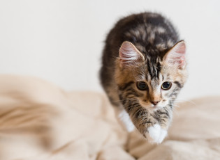 Картинка животные коты фон киса коте кот кошка котёнок взгляд прыжок