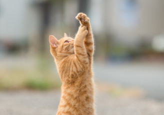 Картинка животные коты лапки игра коте киса рыжий стоит