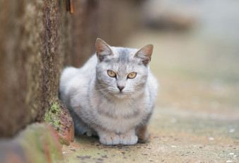 Картинка животные коты ушки киса усы взгляд коте