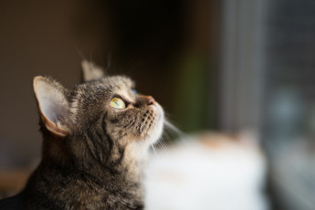 Картинка животные коты фон киса коте кот кошка котёнок взгляд