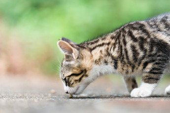 Картинка животные коты фон киса коте кот кошка