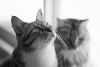 Картинка животные коты киса коте взгляд усы ушки