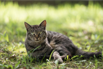 Картинка животные коты киса коте взгляд усы ушки