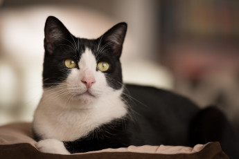 Картинка животные коты ушки усы взгляд кошка коте киса