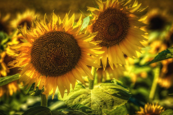 Картинка цветы подсолнухи лепестки желтые лето