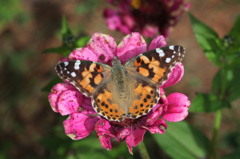 Картинка животные бабочки +мотыльки +моли бабочка