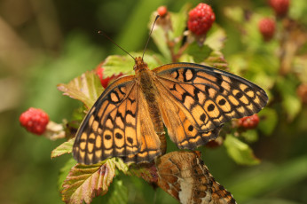 Картинка животные бабочки +мотыльки +моли бабочка