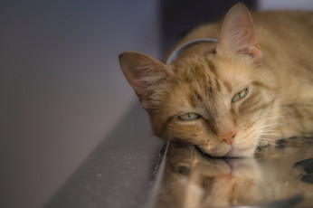 Картинка животные коты взгляд коте киса портрет ушки усы