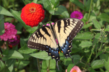 Картинка животные бабочки +мотыльки +моли бабочка