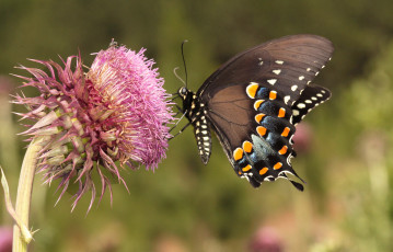 Картинка животные бабочки +мотыльки +моли бабочка
