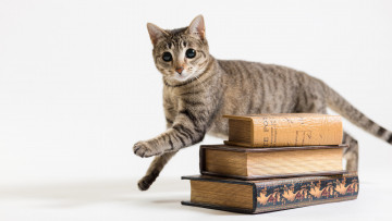 Картинка животные коты ушки усы взгляд коте киса фон белый книги