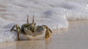 Картинка животные крабы +раки краб