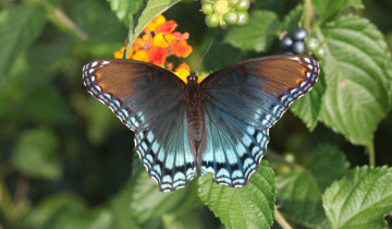 Картинка животные бабочки +мотыльки +моли бабочка