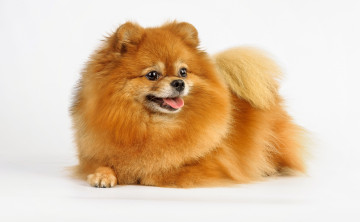 Картинка животные собаки шерсть рыжий шпиц