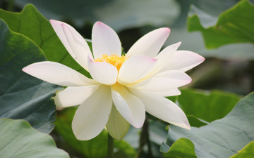 Картинка цветы лотосы фон лепестки