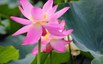 Картинка цветы лотосы лепестки фон