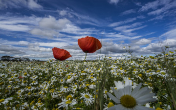 Картинка цветы разные+вместе маки ромашки лето луг
